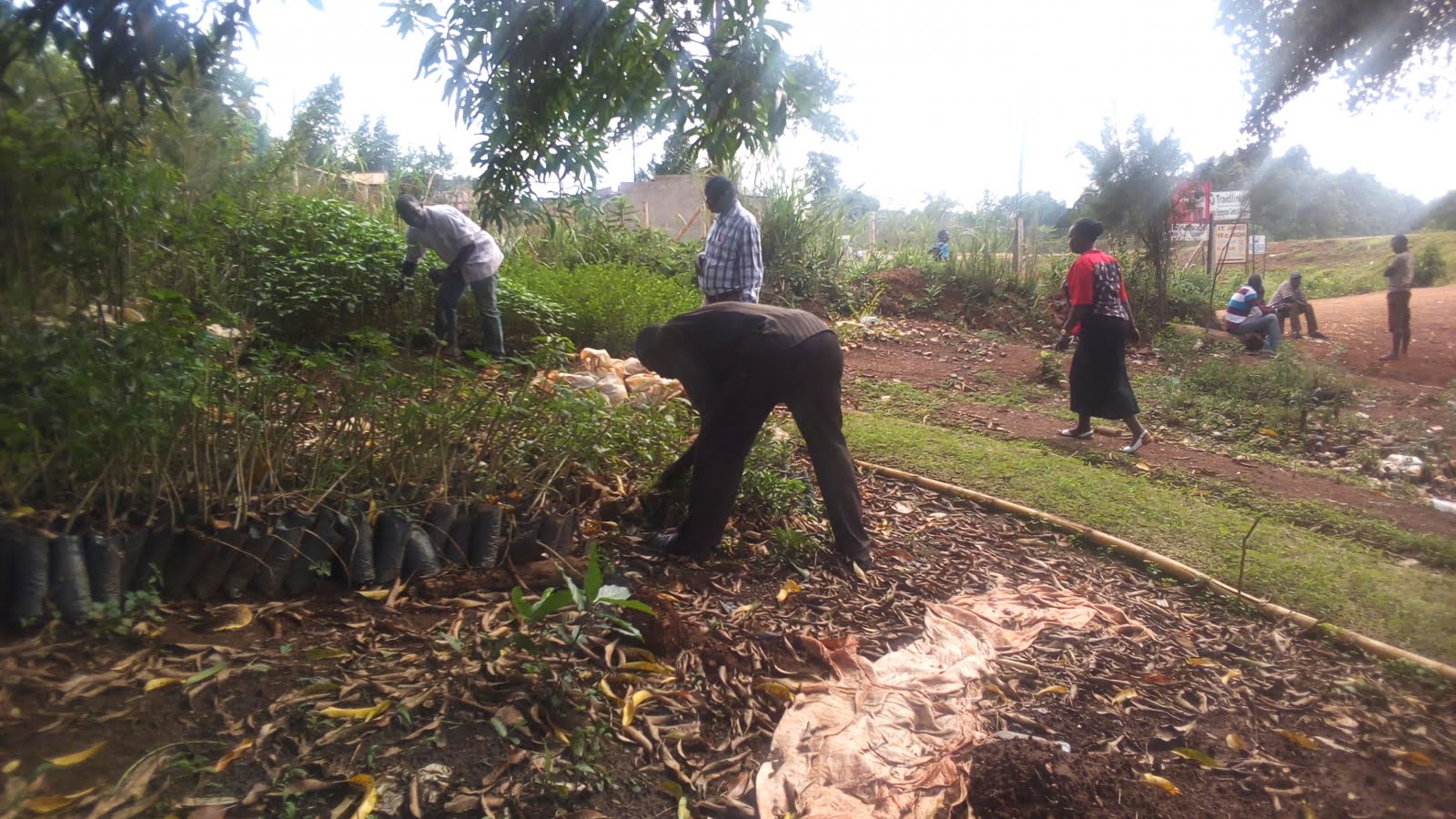Uganda – Tree nurseries in Hoima municipality